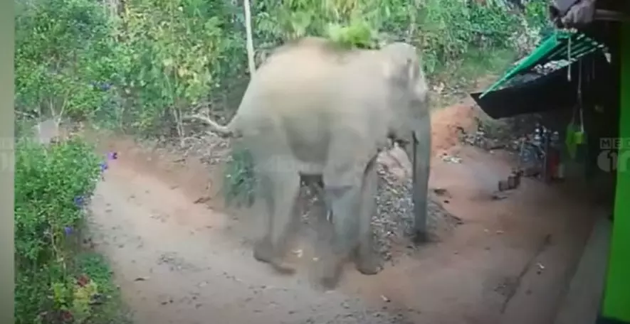 മാനന്തവാടിയിലിറങ്ങിയ ആനയെ മയക്കുവെടിവെക്കാൻ ഉത്തരവ്