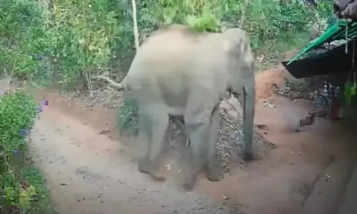 മാനന്തവാടിയിലിറങ്ങിയ ആനയെ മയക്കുവെടിവെക്കാൻ ഉത്തരവ്