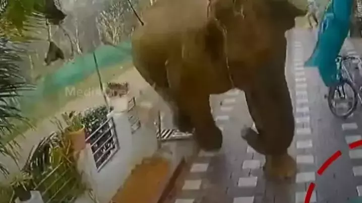 മാനന്തവാടിയിലിറങ്ങിയ ആനയെ ഉടൻ മയക്കുവെടിവെക്കും മാനന്തവാടിയിലിറങ്ങിയ ആനയെ ഉടൻ മയക്കുവെടിവെക്കും