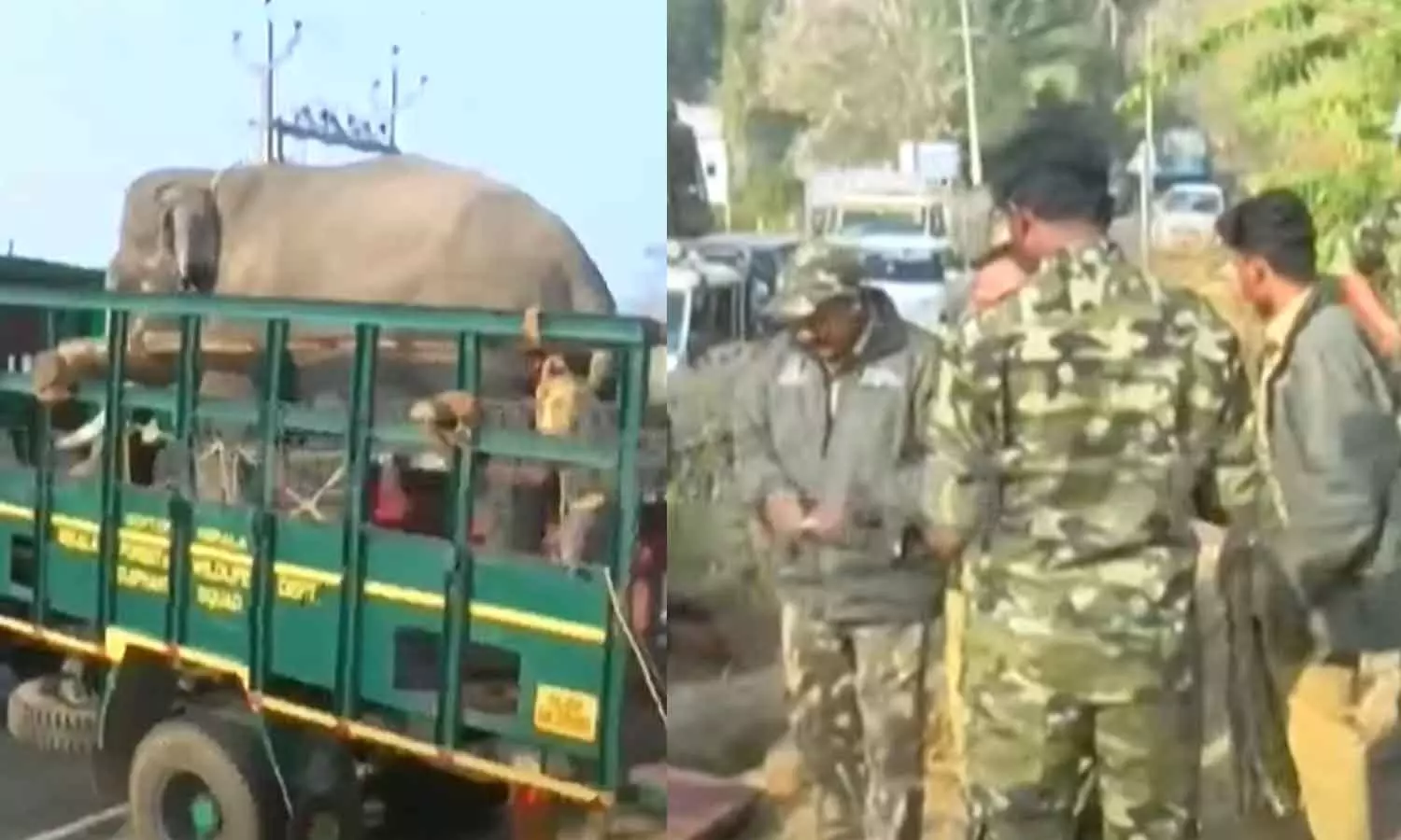 Wayanad Elephant attack