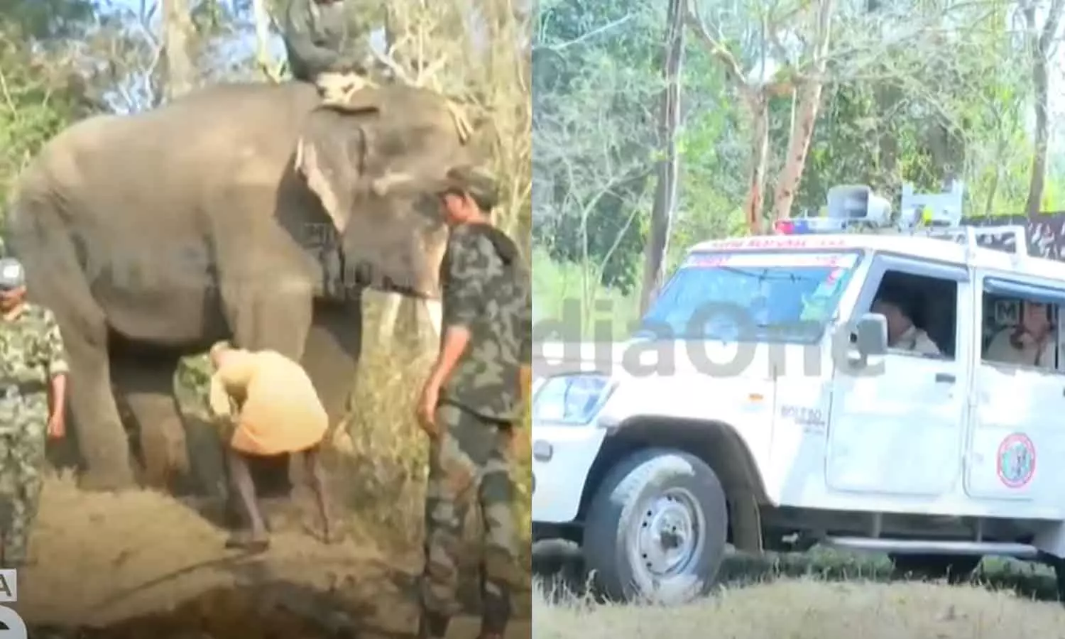 Wild Elephant Attack in Wayanad