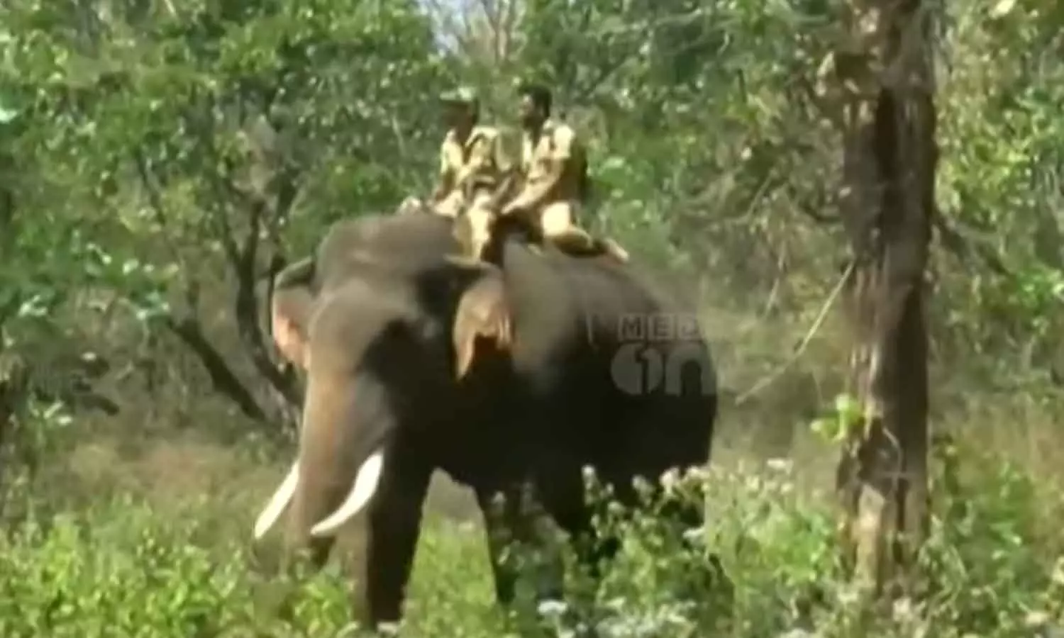 വയനാട്ടിൽ ആളെക്കൊന്ന ആനയെ പിടിക്കാനുള്ള ദൗത്യം മൂന്നാംദിനം; ആന മണ്ണുണ്ടി കോളനിക്ക് സമീപം തന്നെയെന്ന് സൂചന വയനാട്ടിൽ ആളെക്കൊന്ന ആനയെ പിടിക്കാനുള്ള ദൗത്യം മൂന്നാംദിനം; ആന മണ്ണുണ്ടി കോളനിക്ക് സമീപം തന്നെയെന്ന് സൂചന