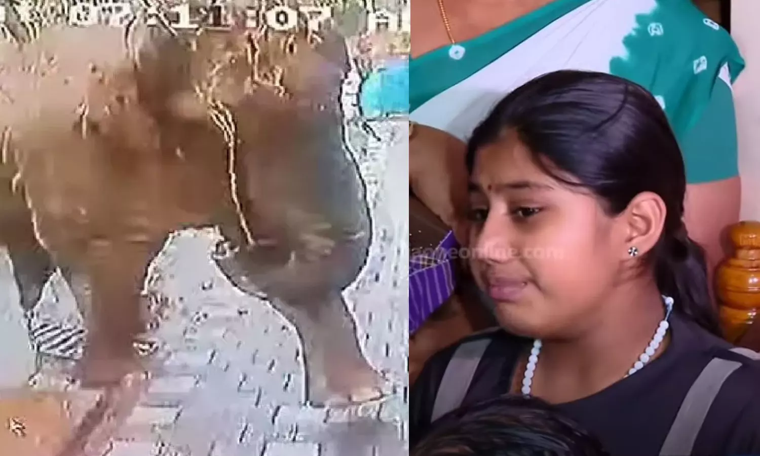 Ajis daughter, katana attack, wild elephent attack in wayanad, latest malayalam news, അജിയുടെ മകൾ, കാട്ടാന ആക്രമണം, വയനാട്ടിൽ കാട്ടാന ആക്രമണം, ഏറ്റവും പുതിയ മലയാളം വാർത്ത Ajis daughter, katana attack, wild elephent attack in wayanad, latest malayalam news, അജിയുടെ മകൾ, കാട്ടാന ആക്രമണം, വയനാട്ടിൽ കാട്ടാന ആക്രമണം, ഏറ്റവും പുതിയ മലയാളം വാർത്ത