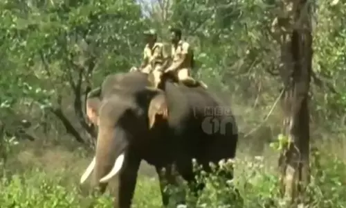 മാനന്തവാടിയിലെ ആനയെ ഇന്നും മയക്കുവെടിവെക്കാനായില്ല; ദൗത്യം നാളെയും തുടരും