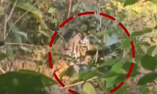 കണ്ണൂര്‍ കൊട്ടിയൂരിൽ കൃഷിയിടത്തിലെ കമ്പിവേലിയില്‍ കടുവ കുടുങ്ങി