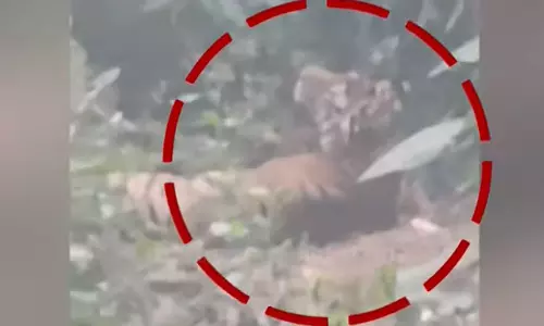 കൊട്ടിയൂരിൽ കൃഷിയിടത്തിൽ  കുടുങ്ങിയ കടുവയെ മയക്കുവെടി വച്ചു