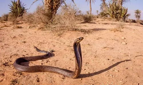 desert snake