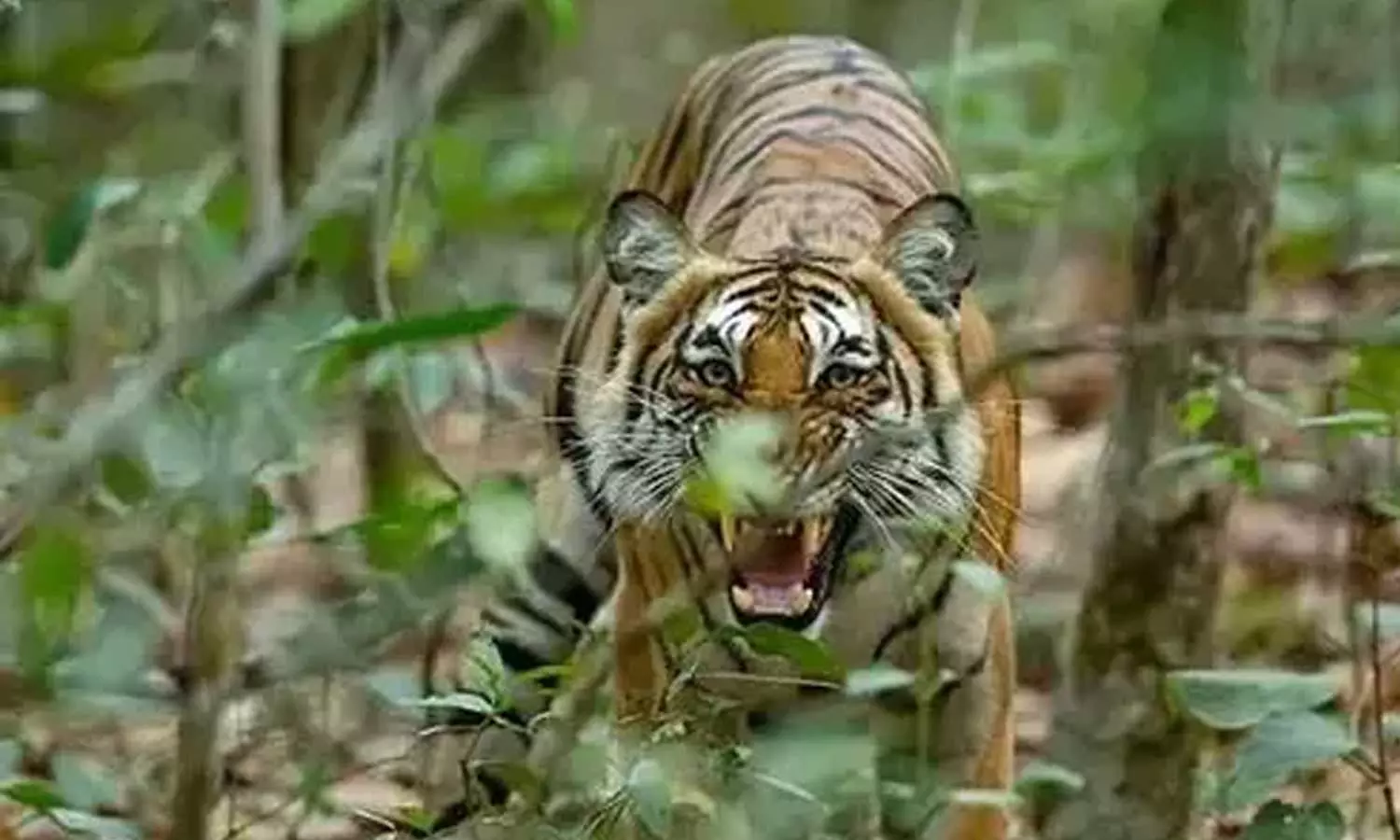 Wildlife attacks; DFO has been appointed in Wayanad,latest news Wildlife attacks; DFO has been appointed in Wayanad,latest news