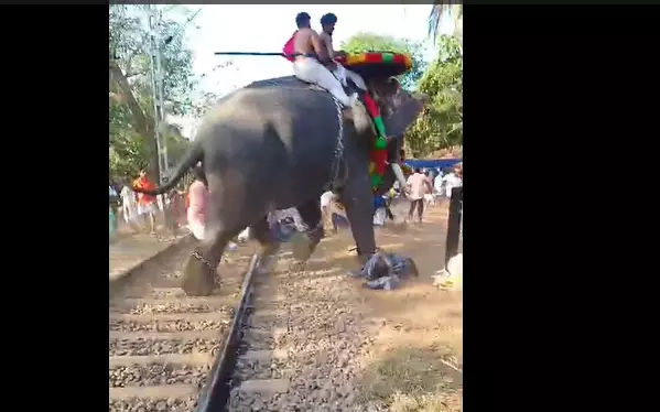 elephant turns violent