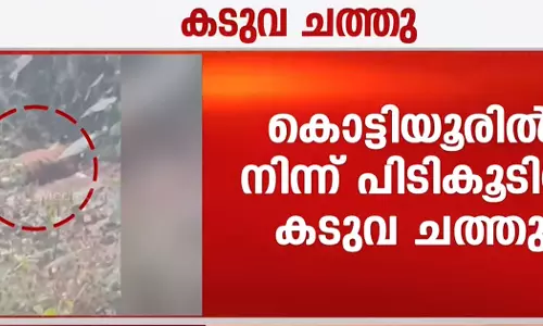A tiger caught in Kannur has died