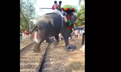 elephant turns violent