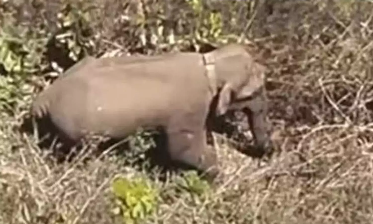 mission Belur Magna, Mozayana, wayanad, forest department, latest malayalam news, മിഷൻ ബേലൂർ മാഗ്ന, മൊസയാന, വയനാട്, വനം വകുപ്പ്, ഏറ്റവും പുതിയ മലയാളം വാർത്തകൾ mission Belur Magna, Mozayana, wayanad, forest department, latest malayalam news, മിഷൻ ബേലൂർ മാഗ്ന, മൊസയാന, വയനാട്, വനം വകുപ്പ്, ഏറ്റവും പുതിയ മലയാളം വാർത്തകൾ