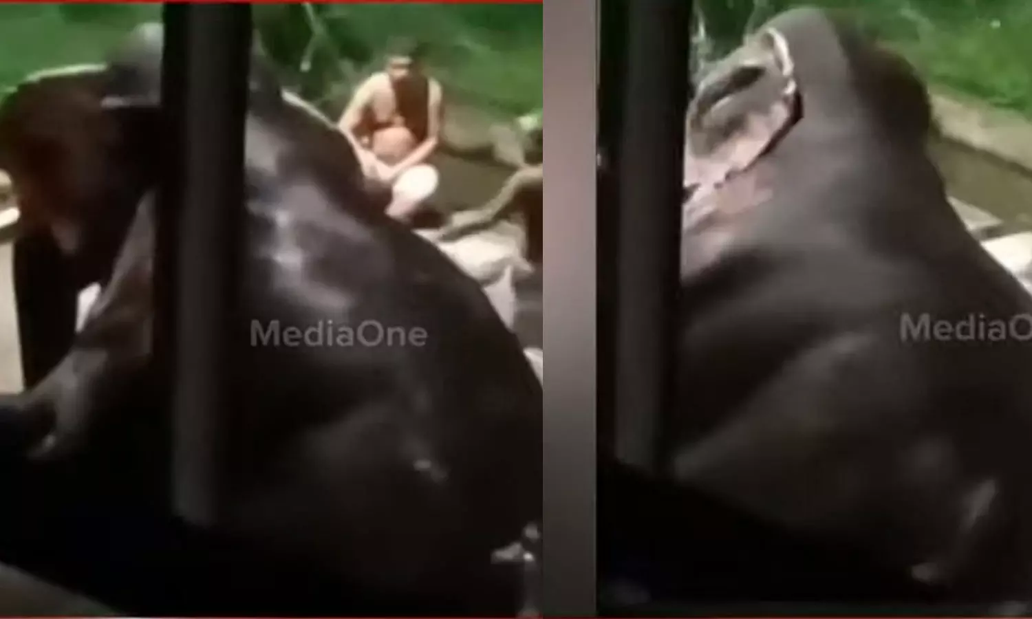 ഗുരുവായൂർ ആനക്കോട്ടയിൽ ആനകളെ മർദിച്ച സംഭവം: ഹൈക്കോടതി വിദഗ്ധ സമിതിയെ രൂപീകരിച്ചു