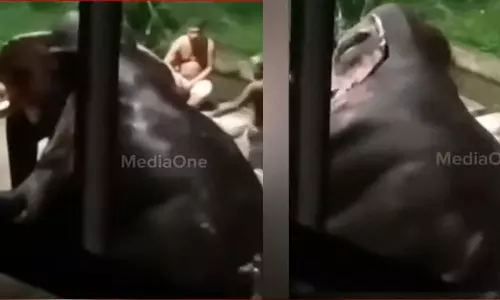 ഗുരുവായൂർ ആനക്കോട്ടയിൽ ആനകളെ മർദിച്ച സംഭവം: ഹൈക്കോടതി വിദഗ്ധ സമിതിയെ രൂപീകരിച്ചു