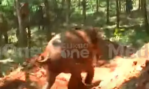 മലയാറ്റൂരിൽ കിണറ്റിൽ വീണ കുട്ടിയാനയെ രക്ഷപ്പെടുത്തി