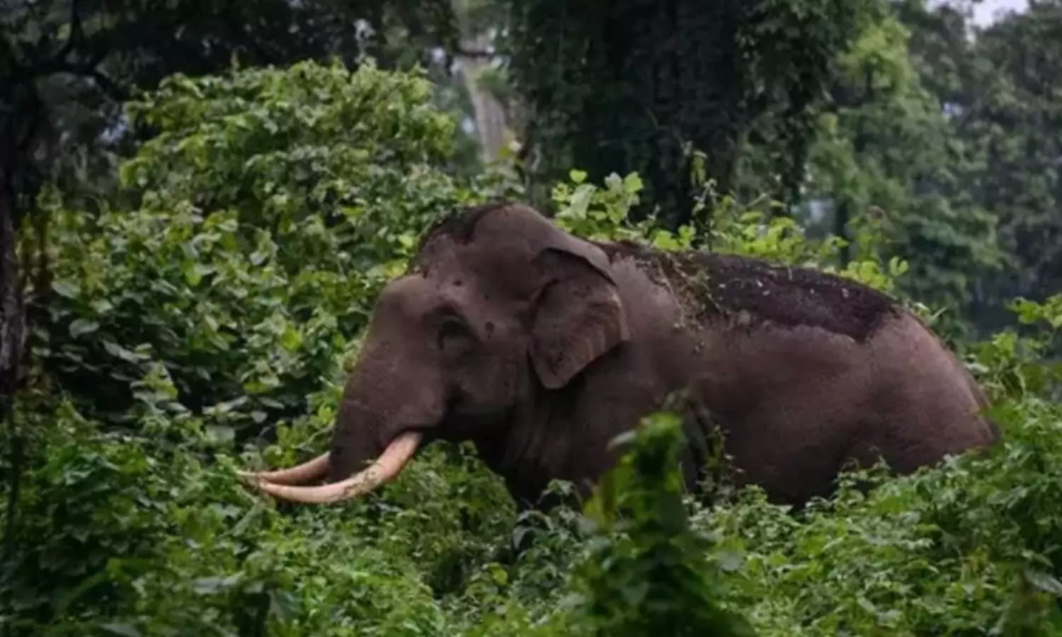 വയനാട്ടിൽ ഹർത്താൽ ആരംഭിച്ചു; കാട്ടാനാക്രമണത്തിൽ കൊല്ല​പ്പെട്ട പോളിൻ്റെ മൃതദേഹം രാവിലെ പുൽപ്പള്ളിയിൽ എത്തിക്കും