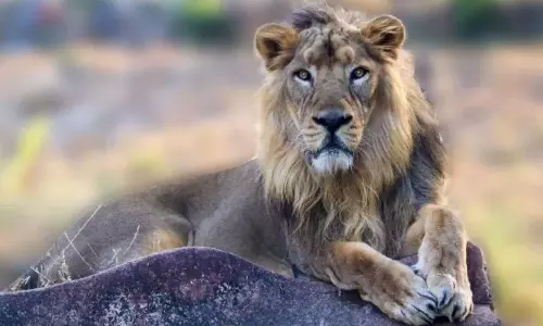 Calcutta High Court intervened in the controversy over the name of the lions