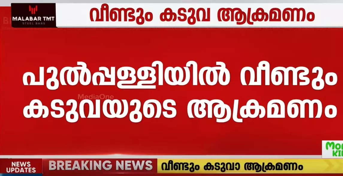 പുൽപ്പള്ളിയിൽ വീണ്ടും കടുവയുടെ ആക്രമണം; പശുക്കിടാവിനെ കൊന്നു