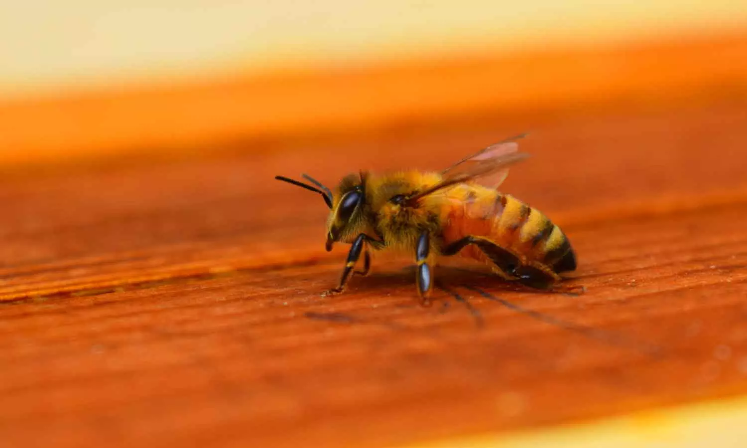 Bee attack in wedding reception Bee attack in wedding reception