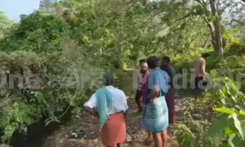 പാലക്കാട് ധോണിയില് പുലിയിറങ്ങി; പശുവിനെ ആക്രമിച്ച് കൊന്നു പാലക്കാട് ധോണിയില് പുലിയിറങ്ങി; പശുവിനെ ആക്രമിച്ച് കൊന്നു