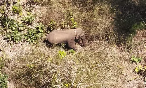 ബേലൂർ മഖ്ന കർണാടക വനത്തിൽ തന്നെ തുടരുന്നു