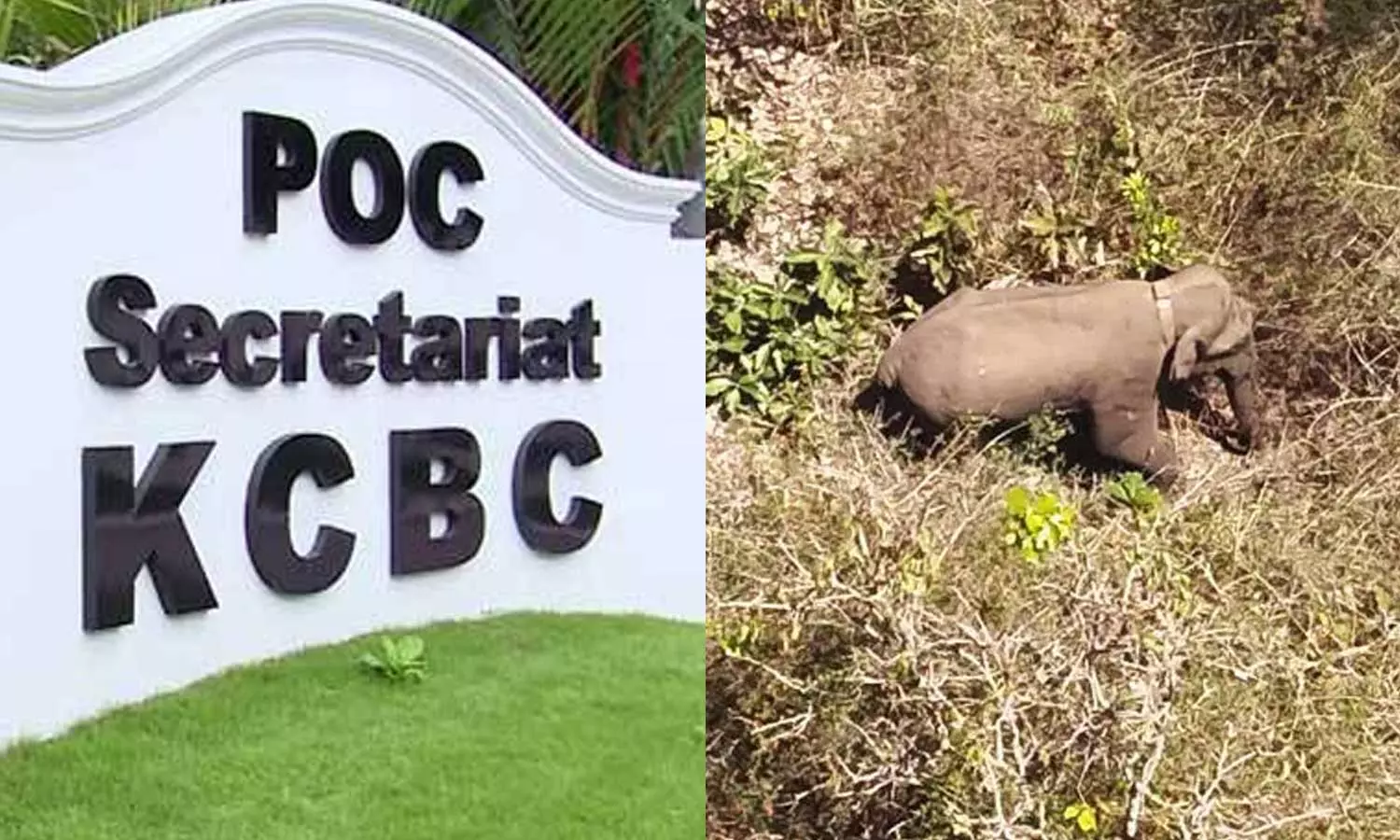 ജനങ്ങളുടെ ആശങ്കകളെ നിസാരവൽക്കരിക്കരുത്; വന്യജീവി ആക്രമണത്തില്‍ കെ.സി.ബി.സി