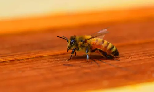 Bee attack in wedding reception
