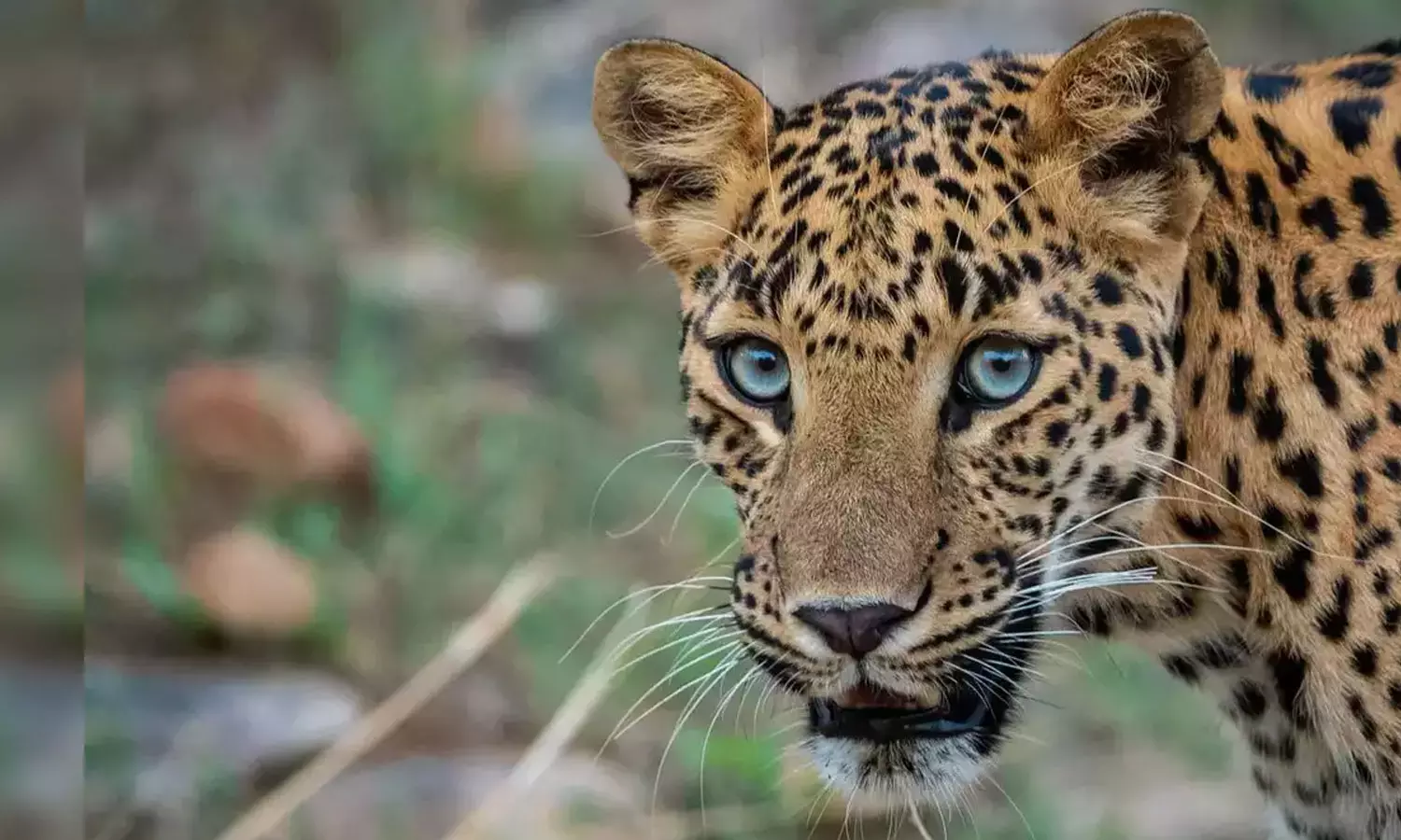 Meppadi,wayanad ,leopard ,മേപ്പാടിയില്‍ പുലി,വയനാട്,വന്യജീവി ആക്രമണം,breaking news malayalam,ബ്രേക്കിങ് ന്യൂസ് മലയാളം