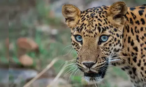 Meppadi,wayanad ,leopard ,മേപ്പാടിയില്‍ പുലി,വയനാട്,വന്യജീവി ആക്രമണം,breaking news malayalam,ബ്രേക്കിങ് ന്യൂസ് മലയാളം