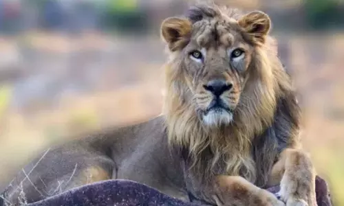 Calcutta High Court intervened in the controversy over the name of the lions | Akbar, Sita