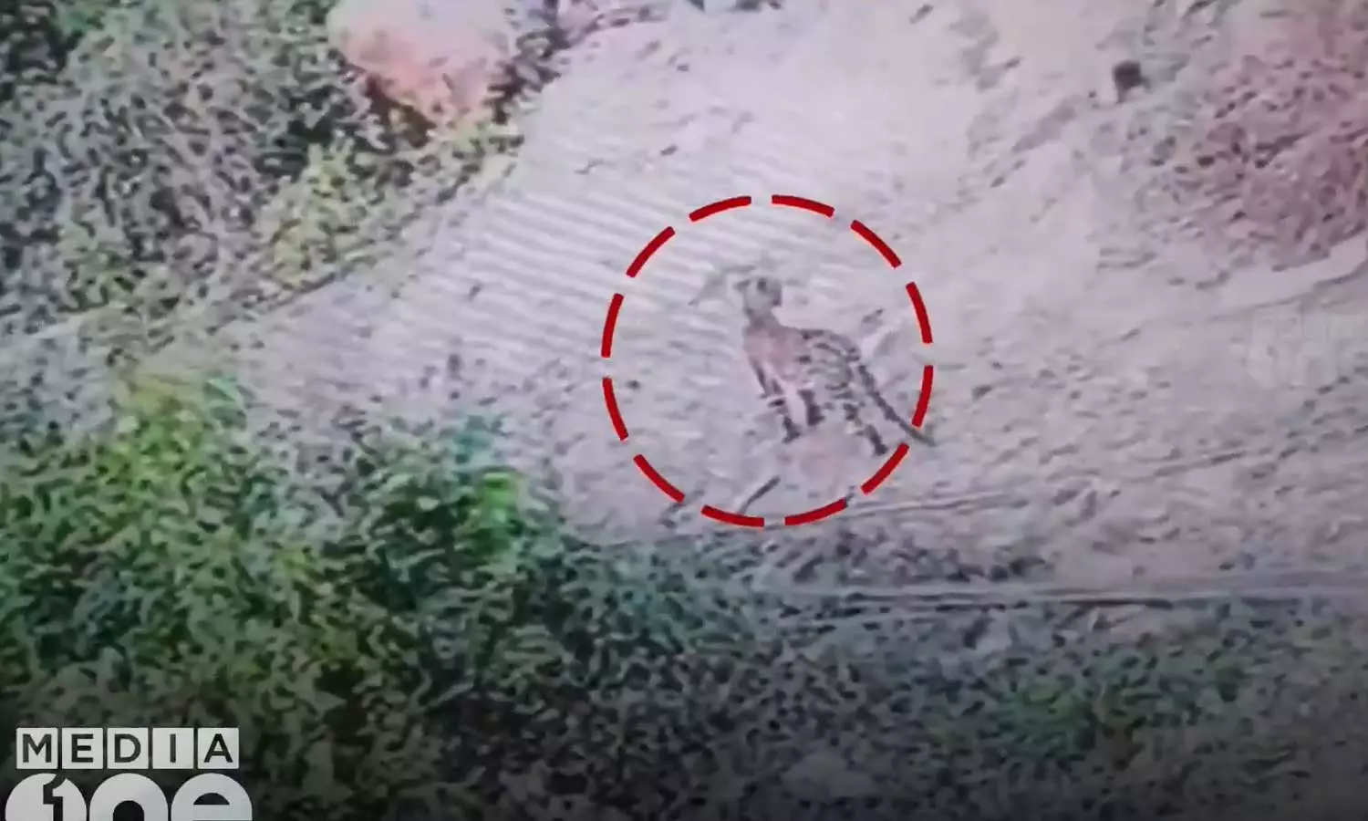 Two leopards land in residential area in Kozhikodes Kandappanchal near Kodanchery