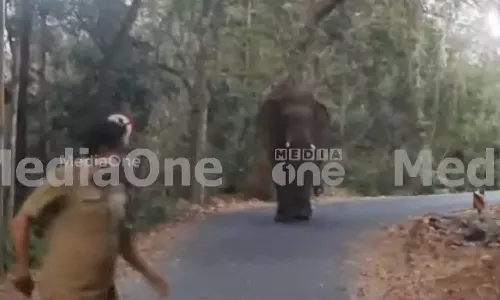 Athirappilly wild elephant