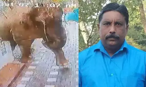 wild elephant attack