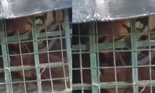 tiger , Mullankolli,