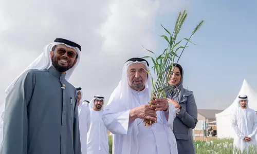 ഷാർജ ഗോതമ്പ് പാടത്ത് വീണ്ടും വിളവെടുപ്പ് ഷാർജ ഗോതമ്പ് പാടത്ത് വീണ്ടും വിളവെടുപ്പ്