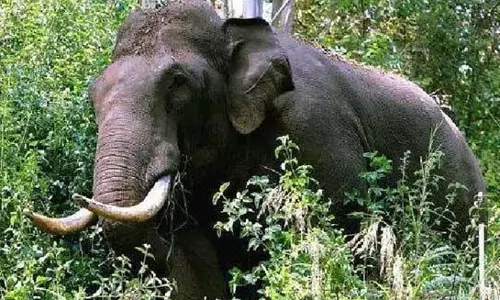 ബേലൂര്‍ മഖ്‌ന എന്ന മോഴയാന