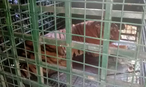 wayanad ,Zoological Park Thrissur,Tiger, Mullankolli,latest malayalam news,മുള്ളന്കൊല്ലി,കടുവ കൂട്ടിലായി,വയനാട്,വന്യജീവി ആക്രമണം wayanad ,Zoological Park Thrissur,Tiger, Mullankolli,latest malayalam news,മുള്ളന്കൊല്ലി,കടുവ കൂട്ടിലായി,വയനാട്,വന്യജീവി ആക്രമണം