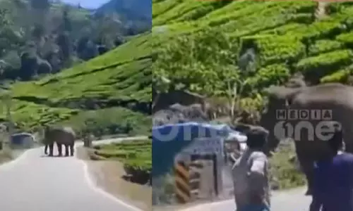 മൂന്നാറിൽ വീണ്ടും പടയപ്പ ഇറങ്ങി; മറയൂർ പാതയിലെ വഴിയോരക്കട തകർത്തു