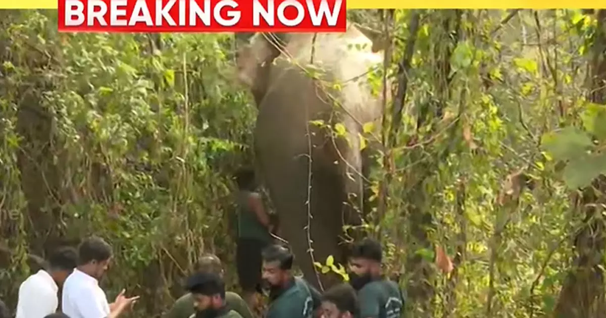 A native of Tamil Nadu was injured after being kicked by an elephant brought for Pattambi Nercha
