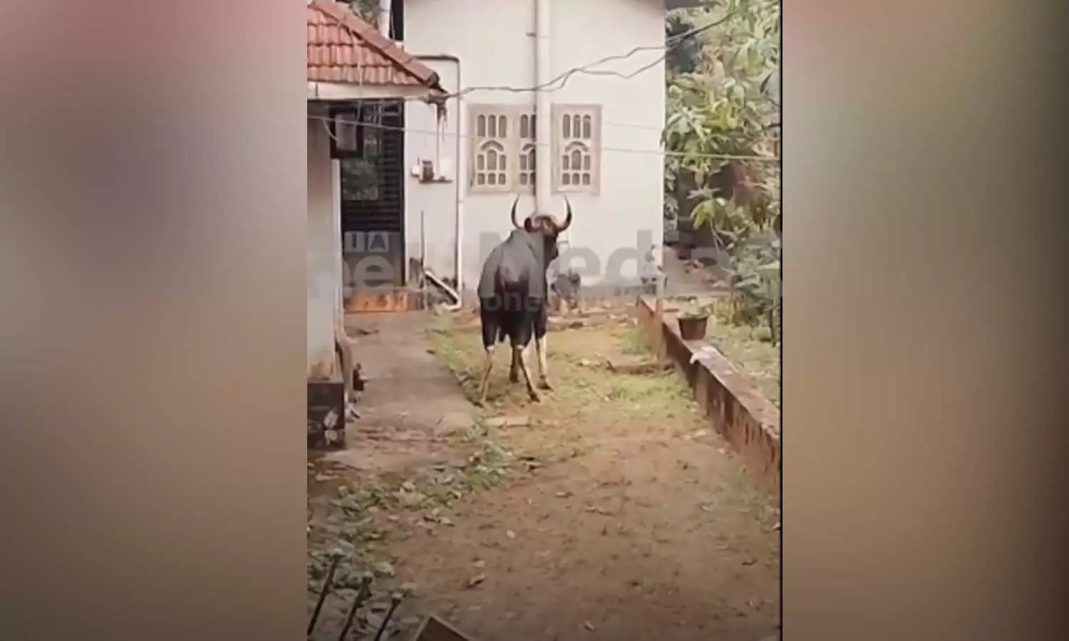 Wild buffalo representativ image Wild buffalo representativ image