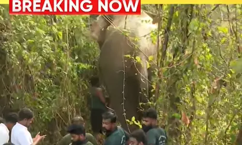 A native of Tamil Nadu was injured after being kicked by an elephant brought for Pattambi Nercha