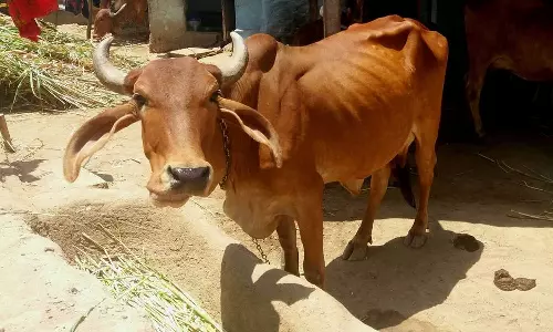 Cow dies after biting country-made bomb in the Sathyamangalam Tiger Reserve, cow death,