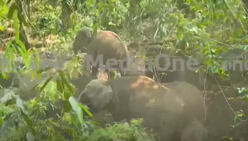 ഇടുക്കി നേര്യമംഗലത്ത് കാട്ടാനക്കൂട്ടം; ജനവാസമേഖലയിലെത്തിയത് 16 ആനകൾ