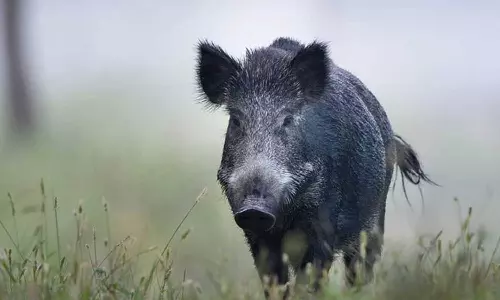 Girl injured in wild boar attack at Wayanads Venniyod