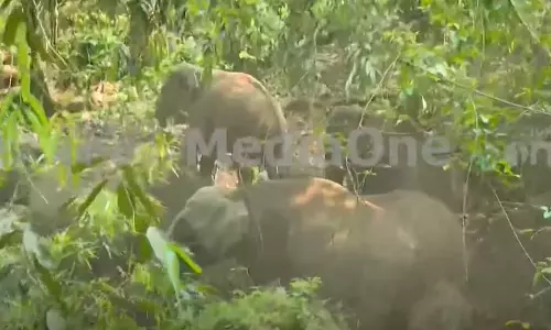 ഇടുക്കി നേര്യമംഗലത്ത് കാട്ടാനക്കൂട്ടം; ജനവാസമേഖലയിലെത്തിയത് 16 ആനകൾ