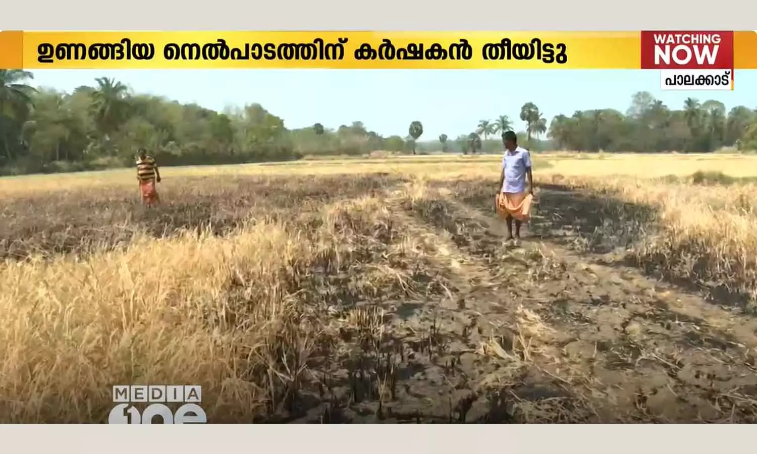 The farmer set fire to the parched field