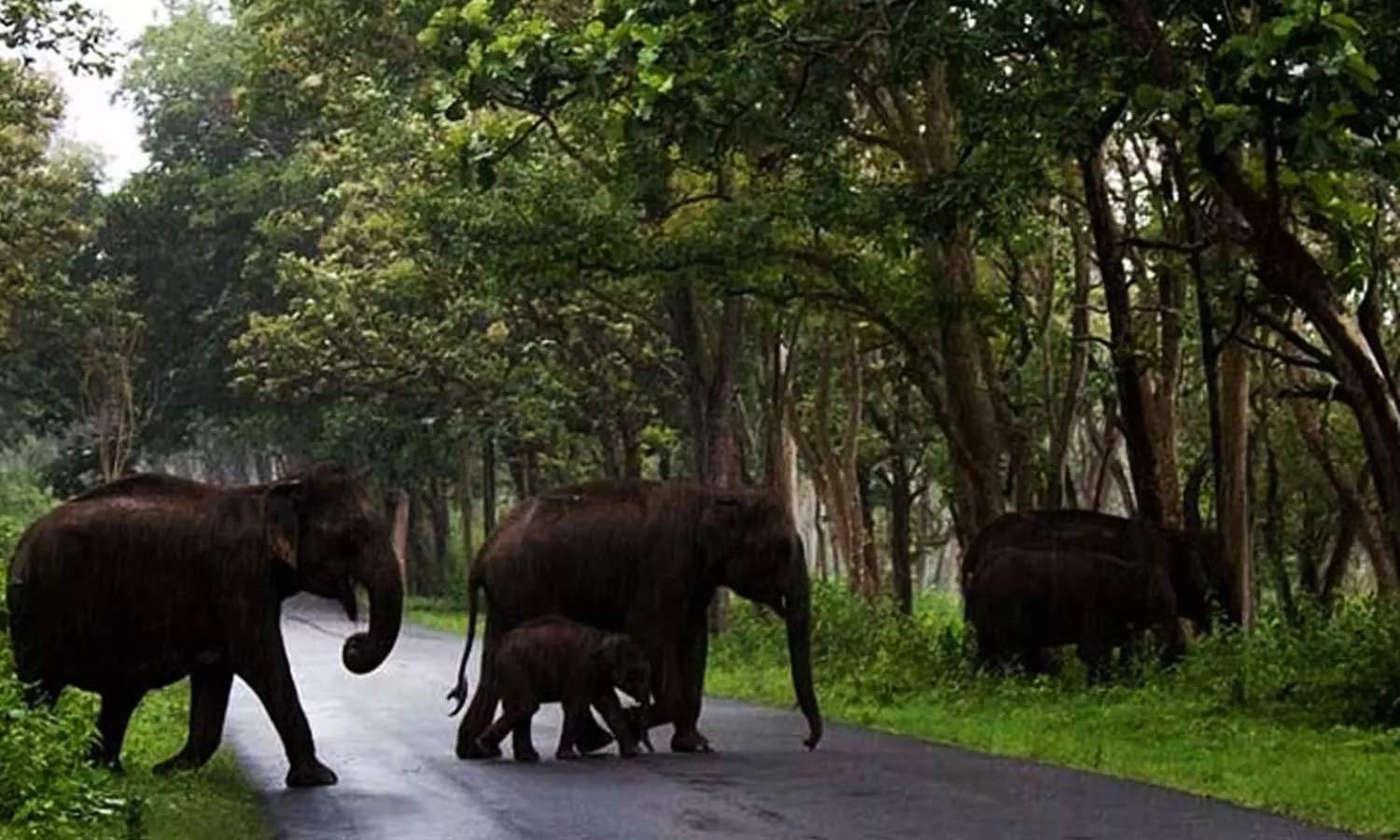 Wild Elephant representative image Wild Elephant representative image