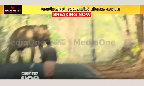 Wild elephant in Athirappally