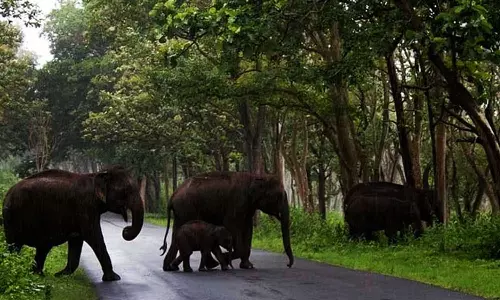 Wild Elephant representative image