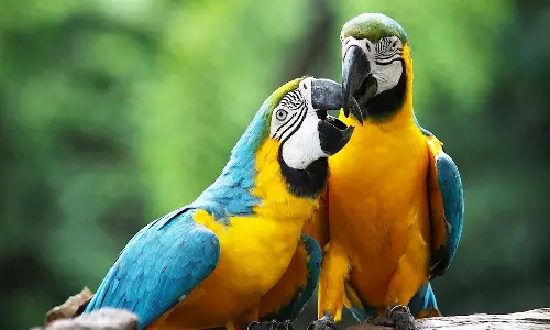 യൂറോപ്പില്‍ തത്തപ്പനി പടരുന്നു; അഞ്ച് മരണം, നിരവധി പേര്‍ ചികിത്സയില്‍